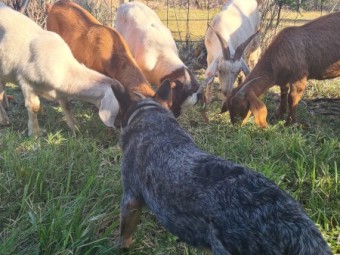 Boer Goats 4 does and 1 buck