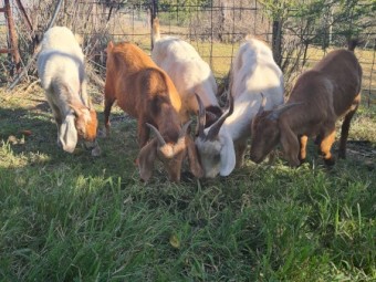 Boer Goats 4 does and 1 buck