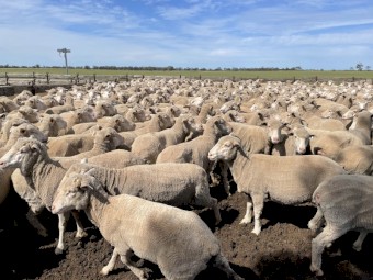 Merino ewes