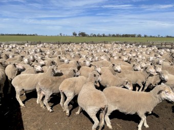 Merino ewes