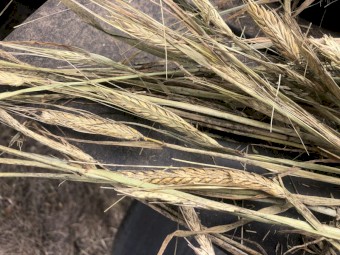 Barley & ryegrass hay