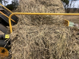 Barley & ryegrass hay