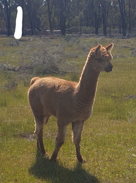 Male Intact Alpacas 