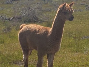 Male Intact Alpacas 