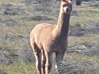 Male Intact Alpacas 