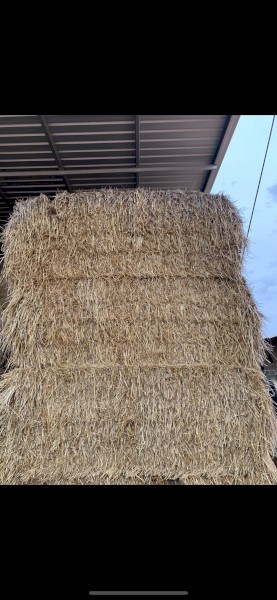 Barley Straw