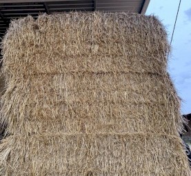 Barley Straw