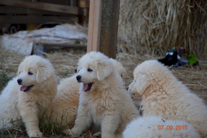 Maremma Puppies (3 Males)