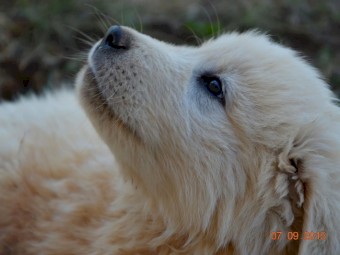 Maremma Puppies (3 Males)