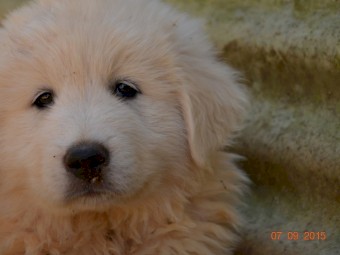 Maremma Puppies (3 Males)