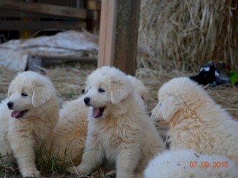 Maremma Puppies (3 Males)