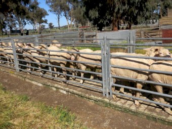 Merino EWES Highly selected small offering (end of lease)