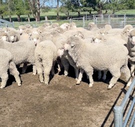 Araplies plains flock rams