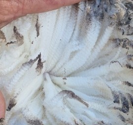 Araplies plains flock rams