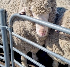 Araplies plains flock rams
