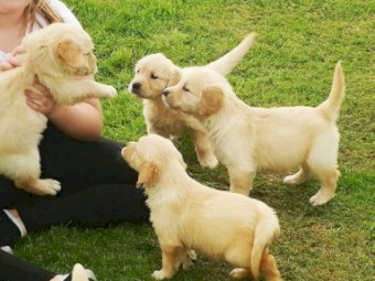 Golden Retriever Puppies  