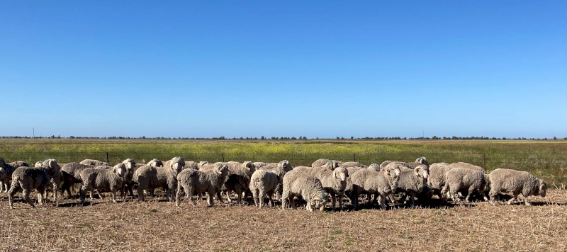 Lone Pine Merino Rams