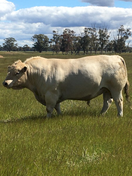 Pure Murray Grey bull  To be sold at Echuca Saleyards Tuesday 26/10/21