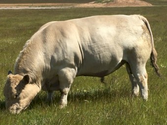 Pure Murray Grey bull  To be sold at Echuca Saleyards Tuesday 26/10/21