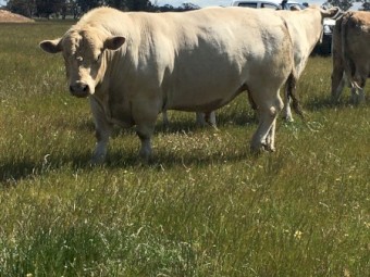 Pure Murray Grey bull  To be sold at Echuca Saleyards Tuesday 26/10/21
