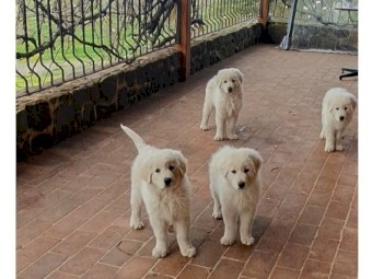 Marenma Puppies Here