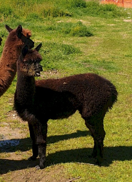 Female Huacaya Alpaca 