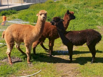 Female Huacaya Alpaca 