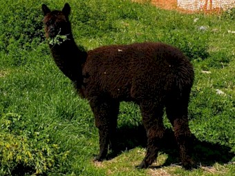 Female Huacaya Alpaca 