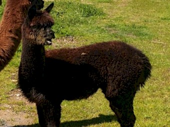 Female Huacaya Alpaca 