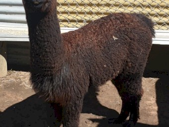 Female Huacaya Alpaca 