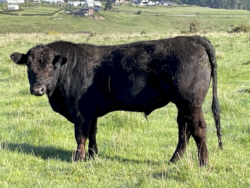 Limousin Bulls- 2yo, Polled, Purebred, Registered. Ready to work