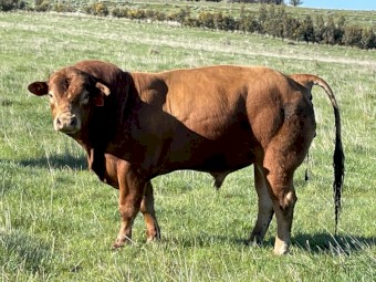Limousin Bulls- 2yo, Polled, Purebred, Registered. Ready to work