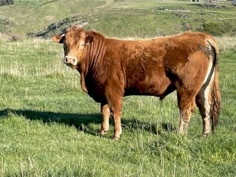 Limousin Bulls- 2yo, Polled, Purebred, Registered. Ready to work