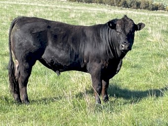 Limousin Bulls- 2yo, Polled, Purebred, Registered. Ready to work