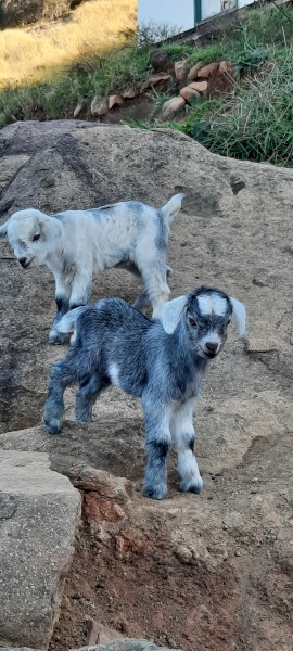 Miniature Goats - 3yo and under