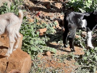 Miniature Goats - 3yo and under
