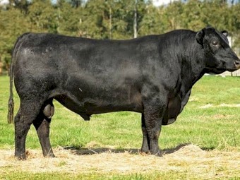 Angus 4yrs old, 700kg