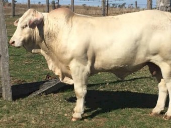 Top charbray bull for sale