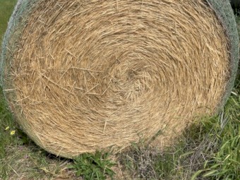Wheaten straw rolls