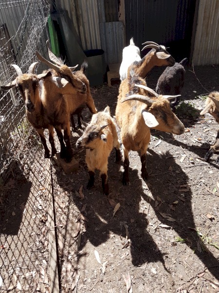 10 x Goats for sale
