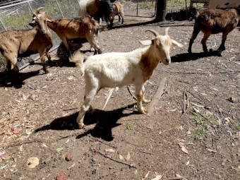 10 x Goats for sale