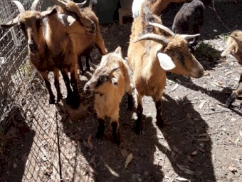 10 x Goats for sale