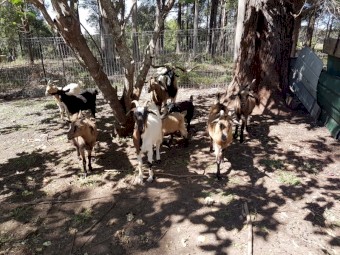 10 x Goats for sale