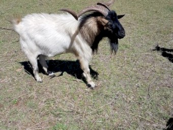 10 x Goats for sale