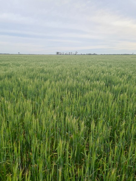 Standing crop wheat and barley 