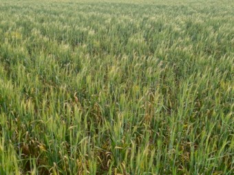 Standing crop wheat and barley 