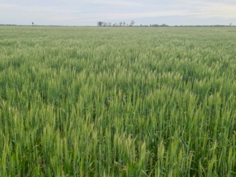 Standing crop wheat and barley 