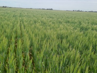 Standing crop wheat and barley 