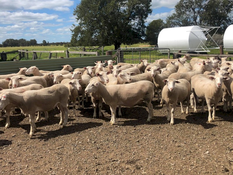 77x White Suffolk Ewes