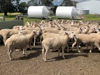 77x White Suffolk Ewes